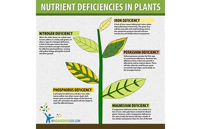 nutrient deficiency in plants